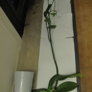le mie piante 2