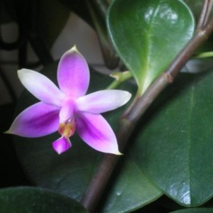 Orchidee 2012