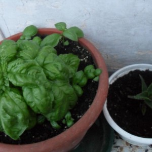 I miei balconi ^_^
