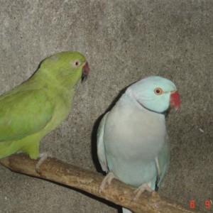 i miei animali