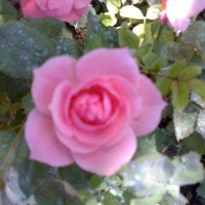 Rose da seme