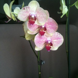 06.05.2012 Tropical corner...