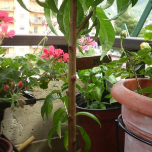 Il mio giardino