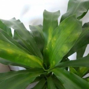 dracena ingiallita