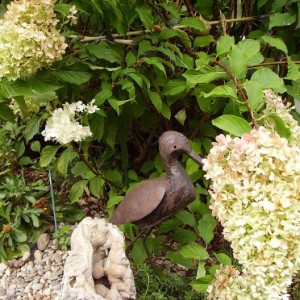 fiori e piante dal mio giardino