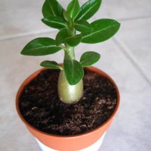 Semine di adenium