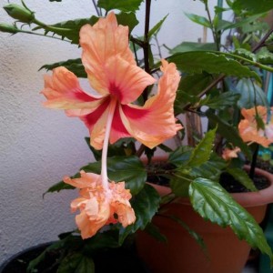 Hibiscus