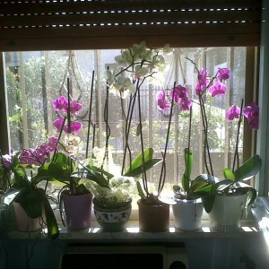 Orchidee di nonna Angela