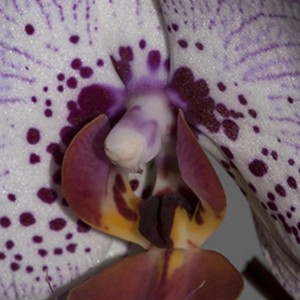 Le mie orchidee