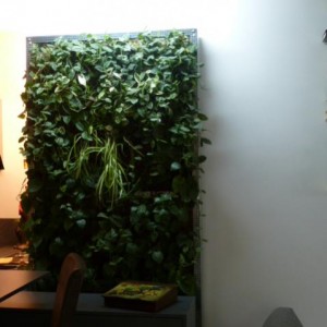 My Sweet Vertical Garden