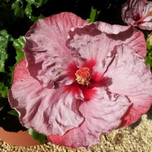 Mostramercato hibiscus!