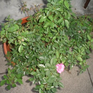 rose settembre 2012