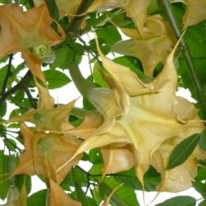 datura