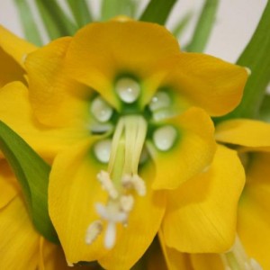 fritillaria