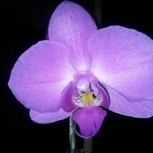 Orchidee gennaio 2013
