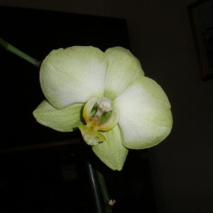 Orchidee