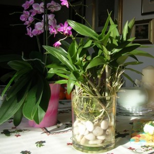 le mie orchidee