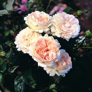 Altre rose che possiedo ma di cui non ho ancora le foto, per cui le ho pescate su internet.