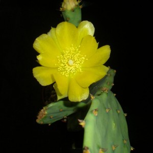 opuntia mon amour