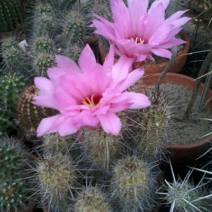 Cactus 2013