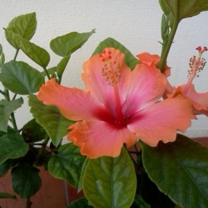 hibisco