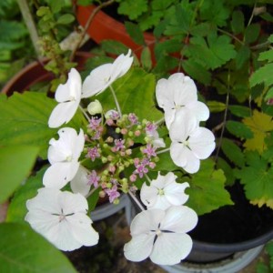 I miei fiori in vaso, lato nordest