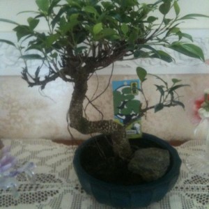 il mio primo bonsai