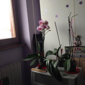 orchidee