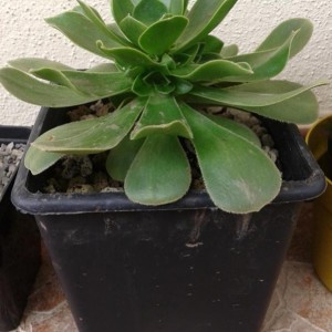 Alcune delle mie succulente e cactacee