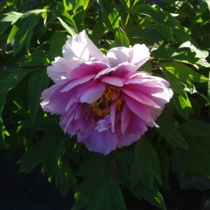 PEONIE