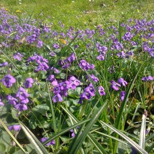 Il mio giardino in primavera