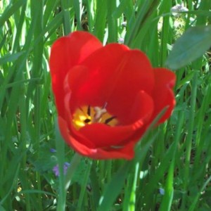 TULIPANI