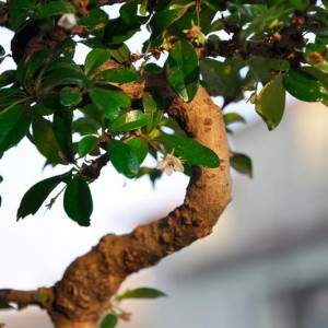 Bonsai Carmona