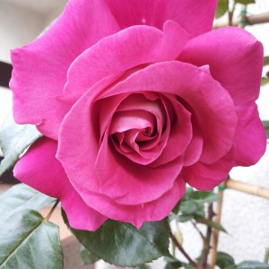 Le mie rose