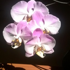 Orchidee