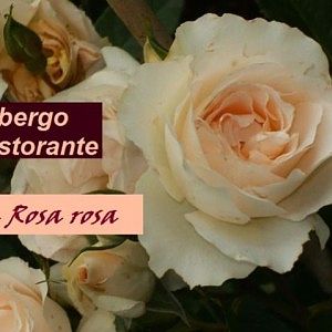 Gli ospiti dell'Albergo-Ristorante "La Rosa rosa"