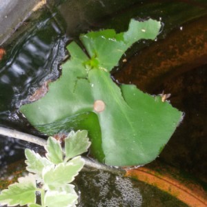 Bonsai pond