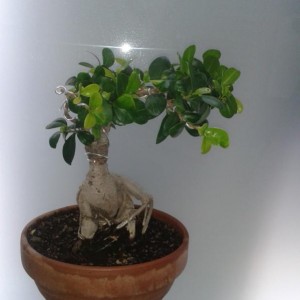 Bonsai ficus retusa