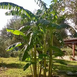 piante banano mie