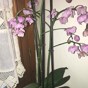 Orchidea help