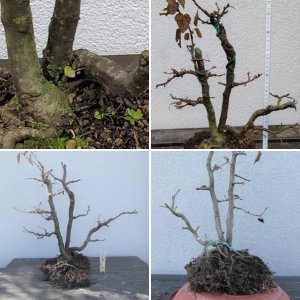 Prebonsai