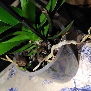 Orchidea Phal