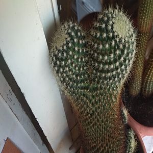 Cactus