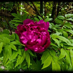 20120413 peonia 2