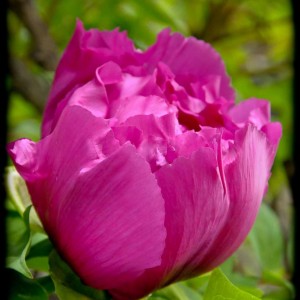 20120413 peonia1