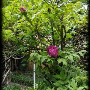 20120413 peonia2
