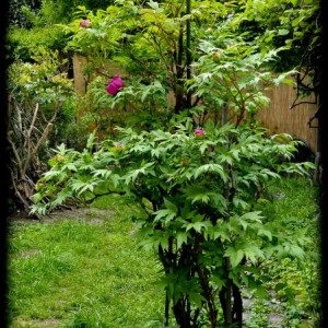 20120413 peonia3