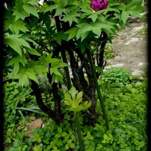 20120413 fico