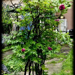 20120414 peonia7