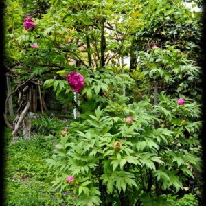 20120414 peonia6